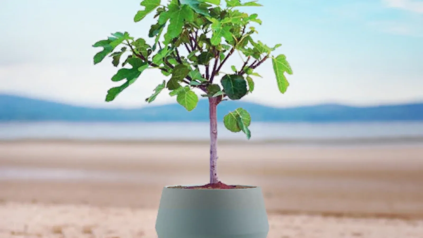 Andere Eetbare Planten