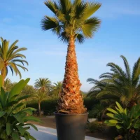 Washingtonia robusta